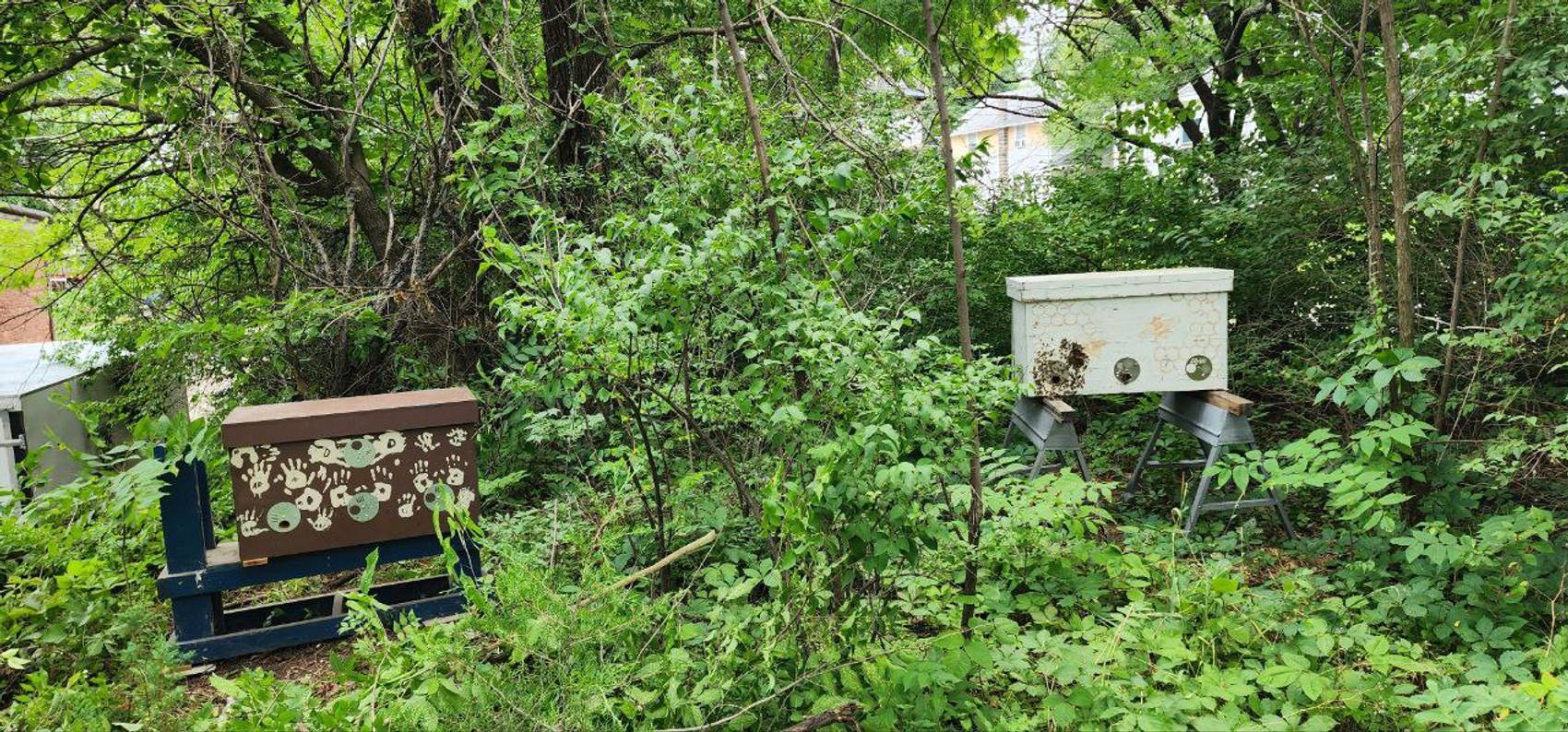 Two hand-painted hives beneath a woodland canopy